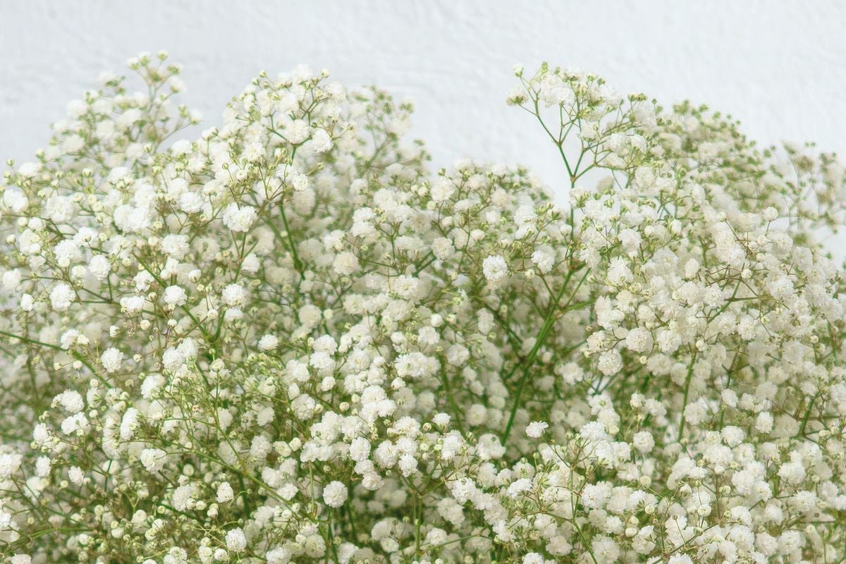 White gypsophila details by Floramar
