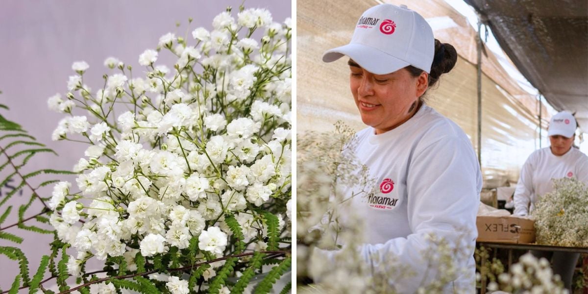 Floramar producing gypsophila