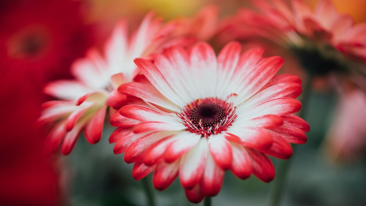 Gerbera in greenhouse by Decorum