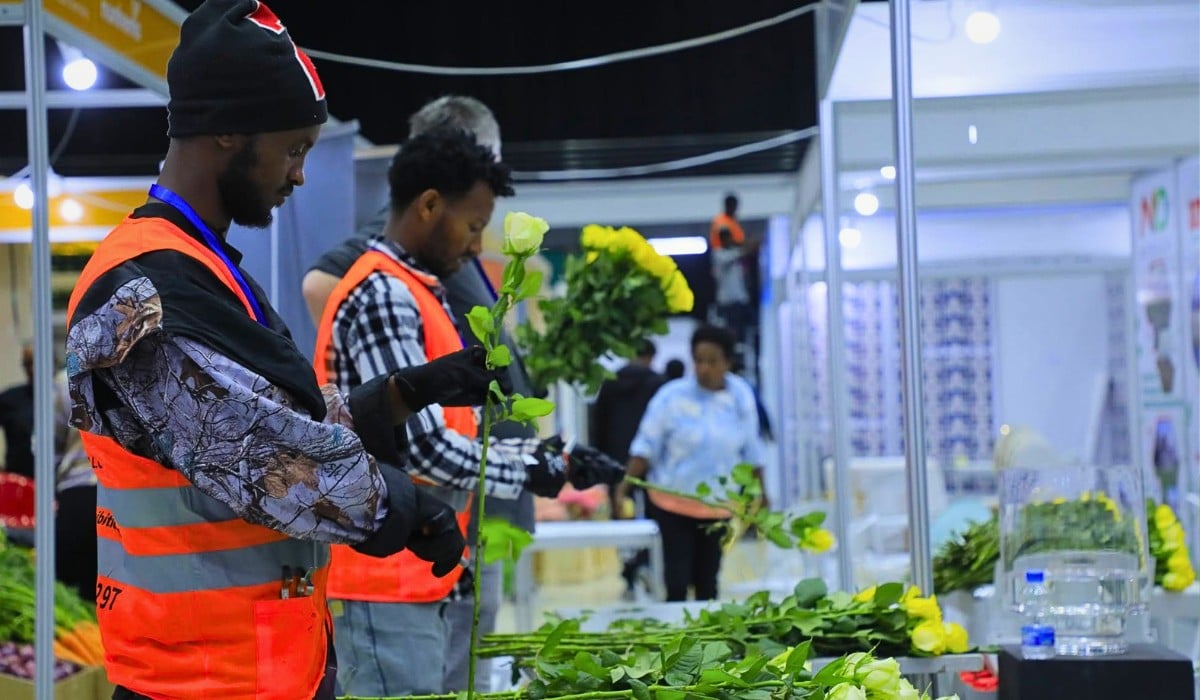 The Ethiopian Horticulture Producer Exporters Association (EHPEA) spearheads this transition by shifting the industry focus toward comprehensive worker welfare, occupational safety, and gender-responsive management frameworks.