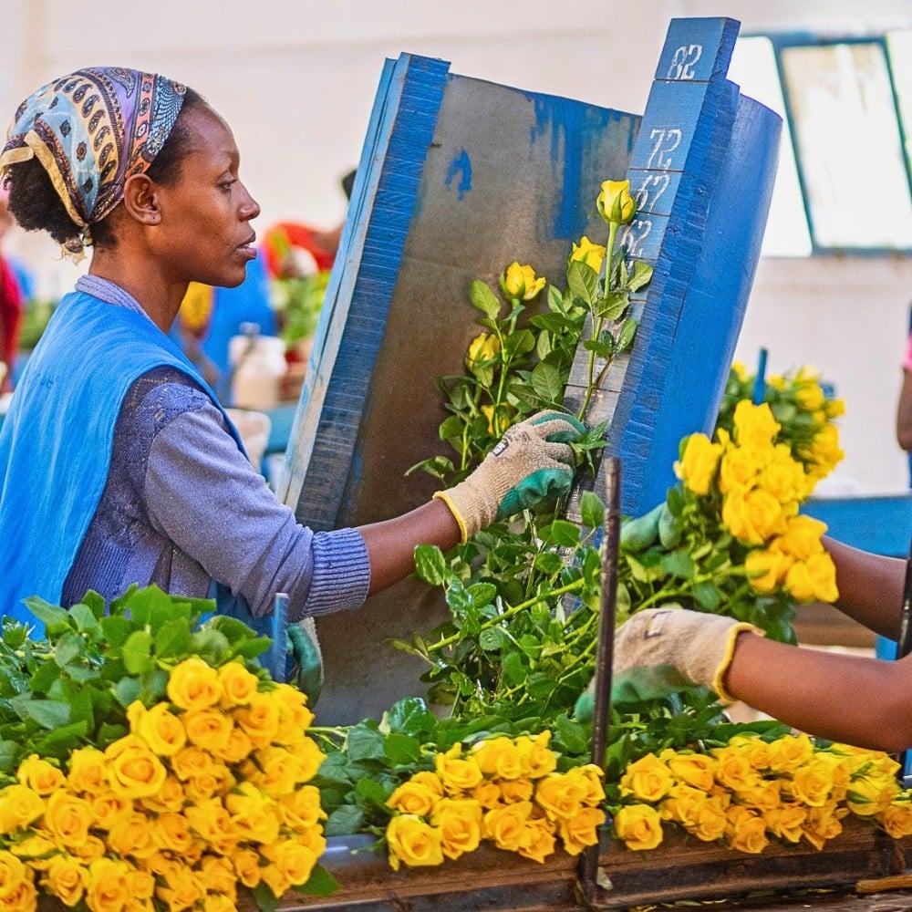 Through its Code of Practice, the Ethiopian Horticulture Producer Exporters Association makes sure that flower farm workers are protected, fairly treated, paid well, and given all the opportunities to grow.