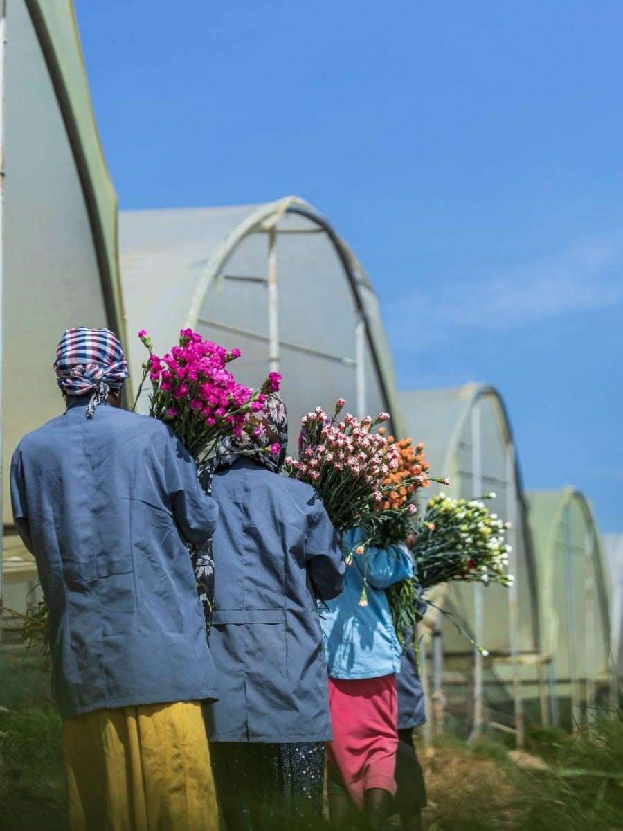 Floriculture and Food Security &ndash; How Can the Industry Strike a Balance?