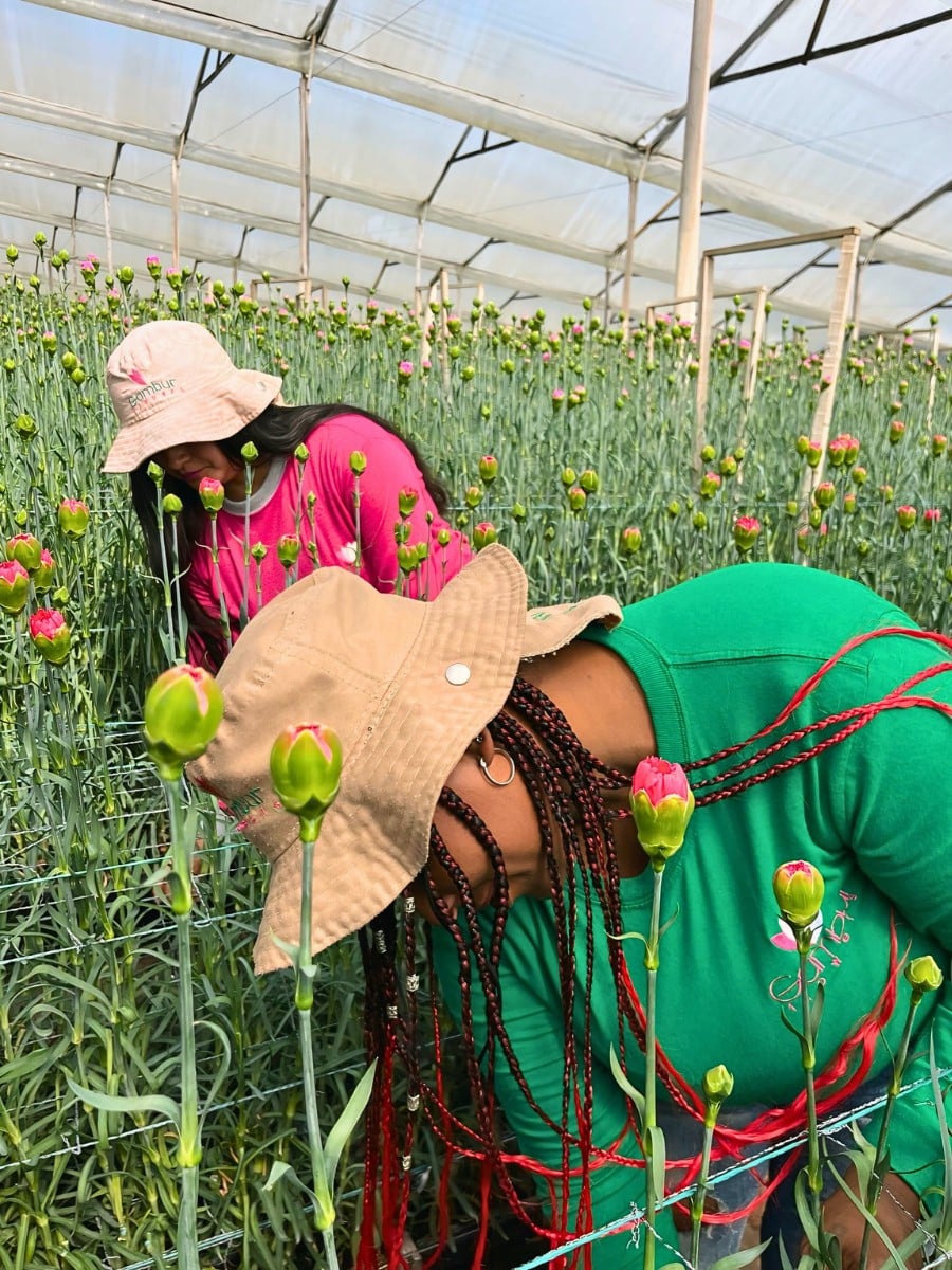 Floriculture and Food Security &ndash; How Can the Industry Strike a Balance?