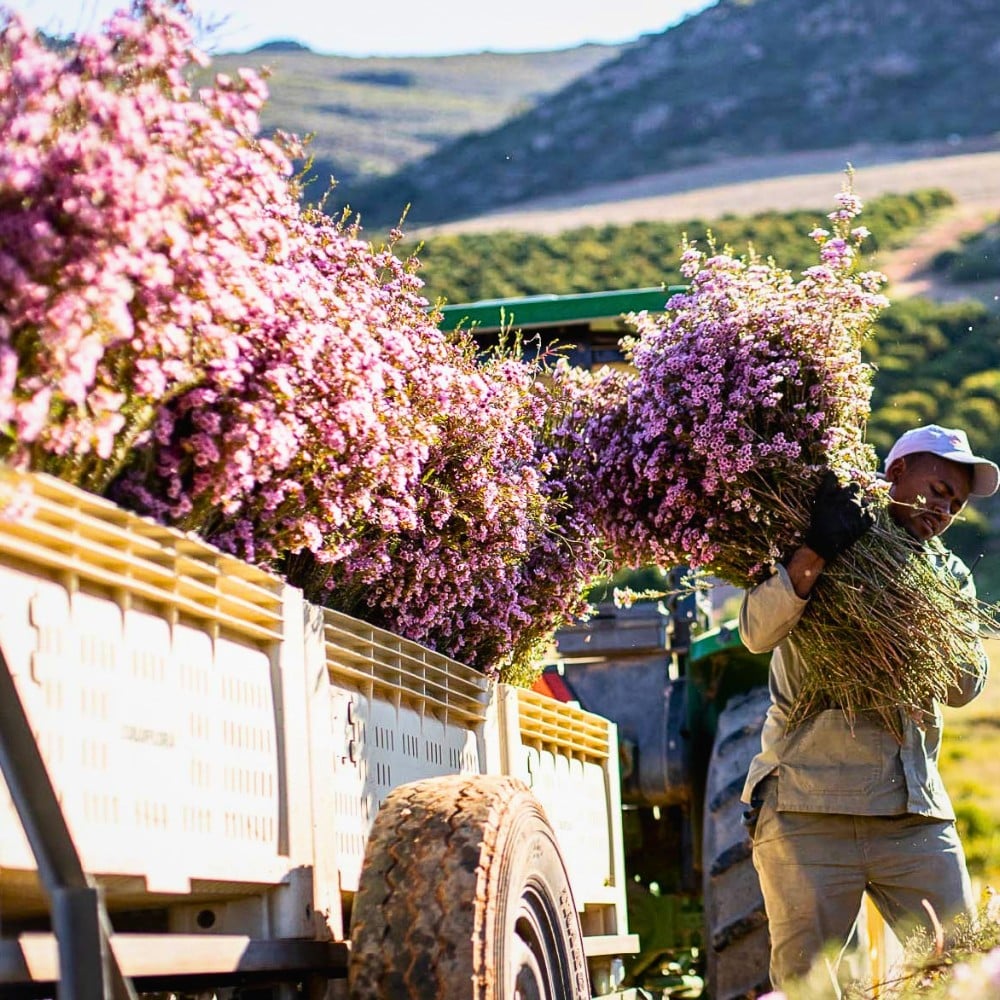 How the Industry Can Strike a Balance Between Floriculture and Food Security.