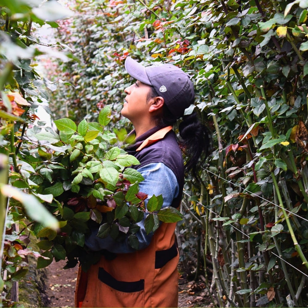How the Industry Can Strike a Balance Between Floriculture and Food Security.