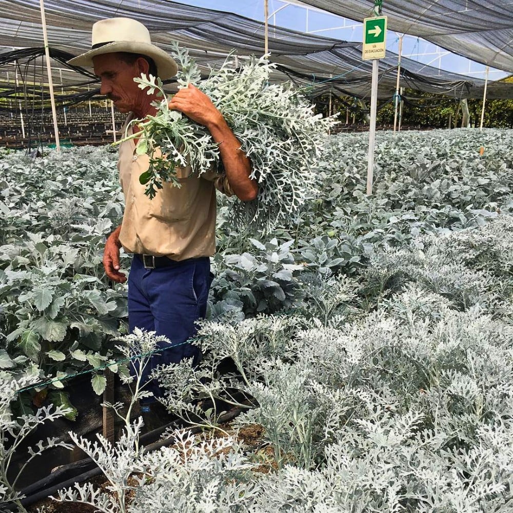 How the Industry Can Strike a Balance Between Floriculture and Food Security.