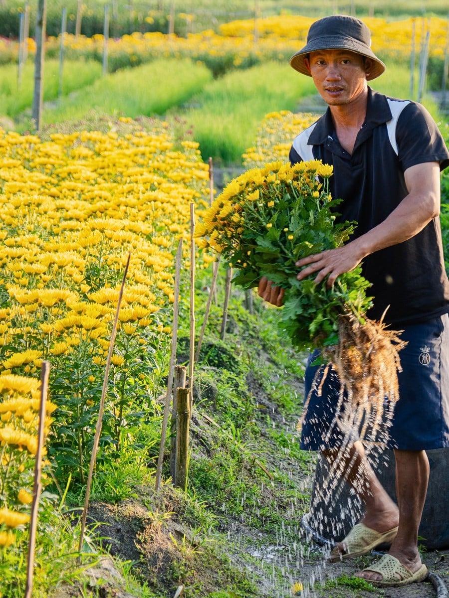 How the Industry Can Strike a Balance Between Floriculture and Food Security.