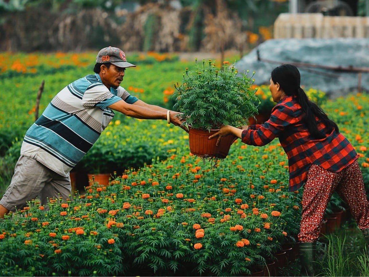 Floriculture and Food Security &ndash; How Can the Industry Strike a Balance?