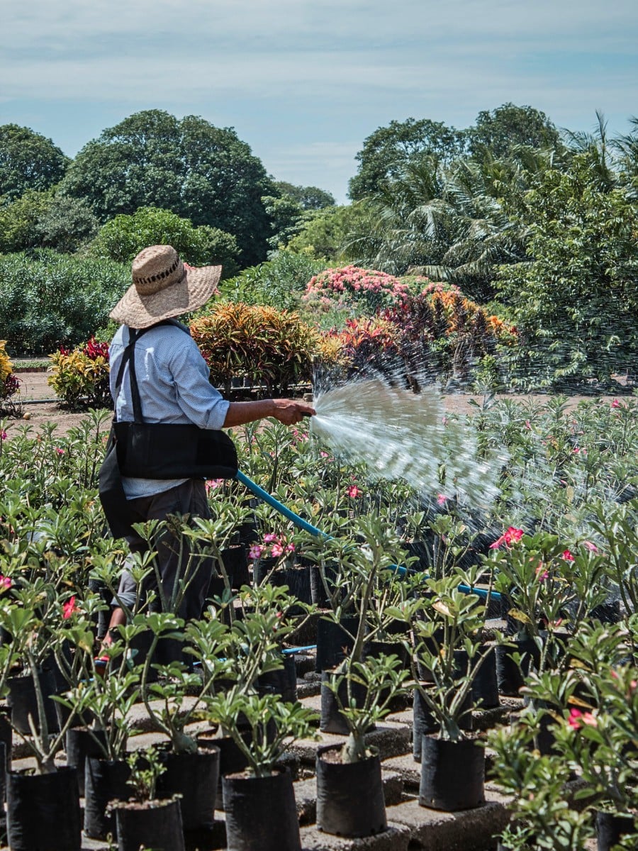 How the Industry Can Strike a Balance Between Floriculture and Food Security.