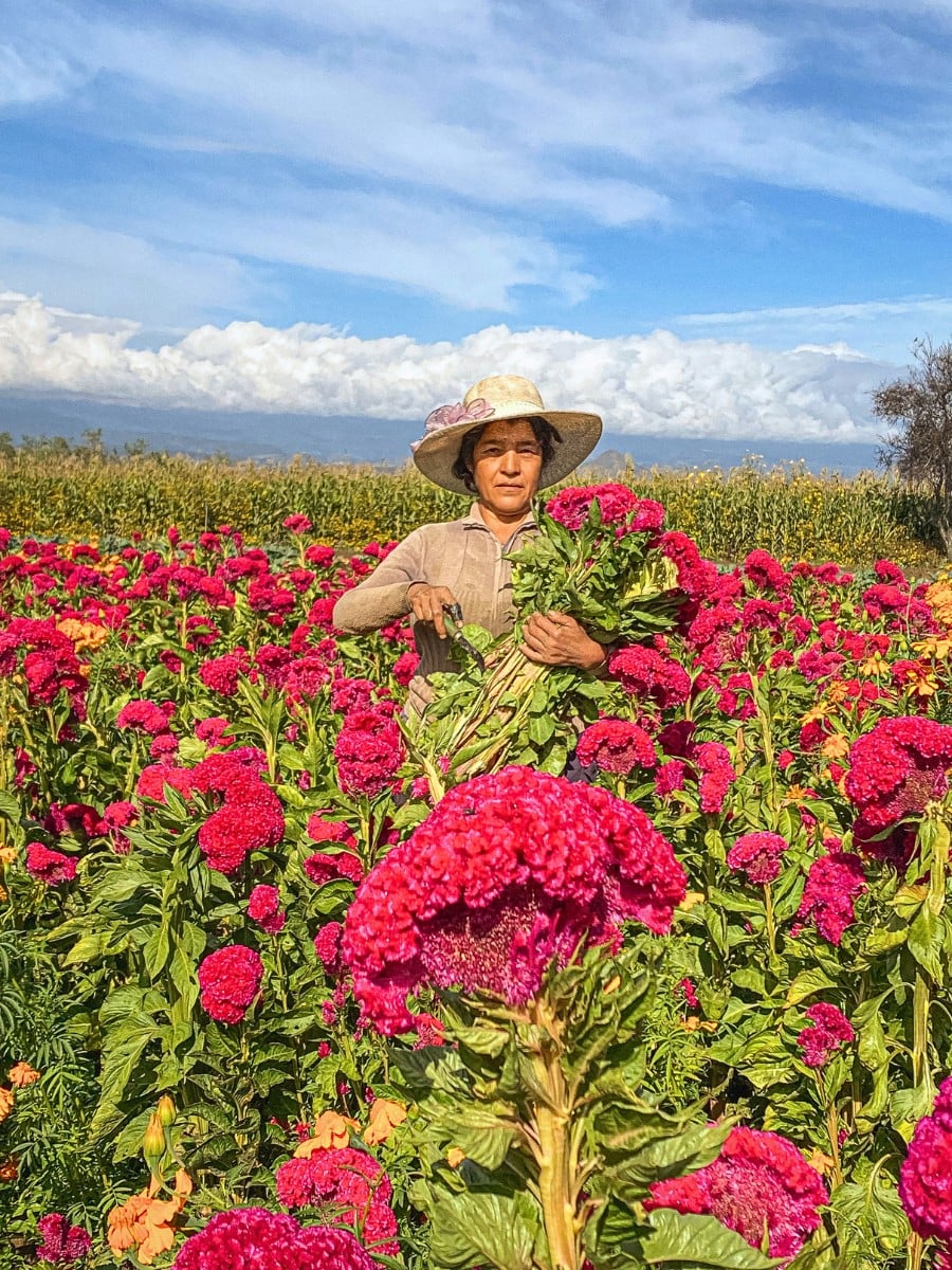 How the Industry Can Strike a Balance Between Floriculture and Food Security.