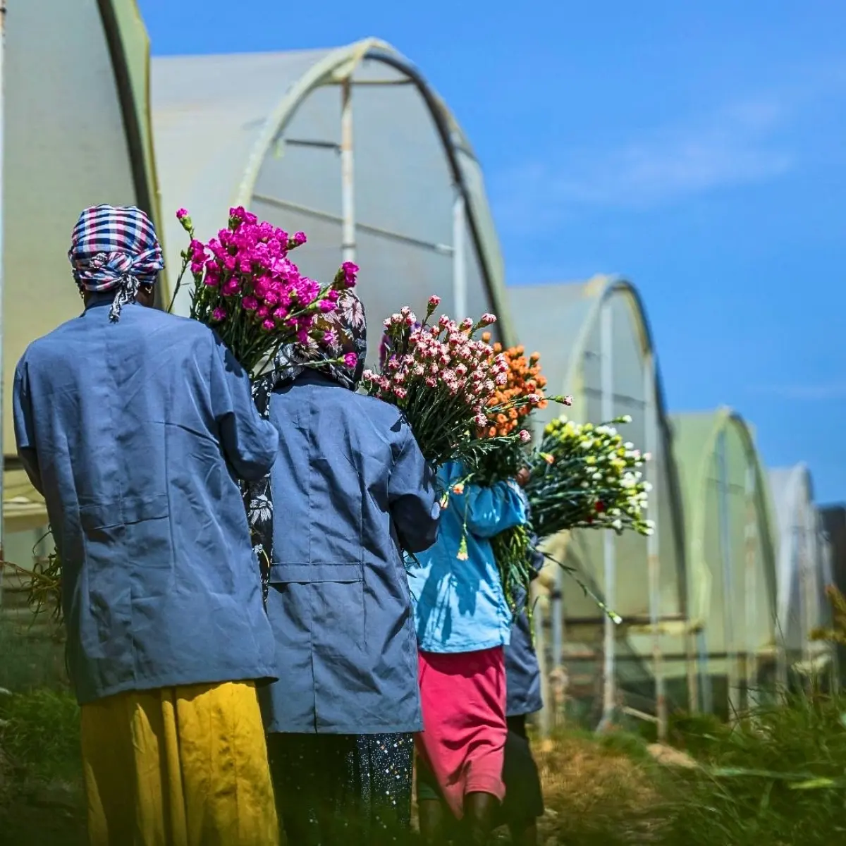 How the Industry Can Strike a Balance Between Floriculture and Food Security.