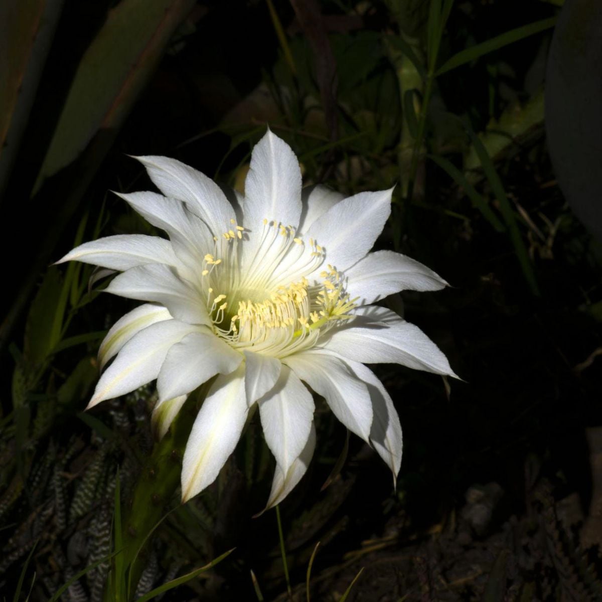 Cactus The Queen at Night Blooming in a Moon Garden