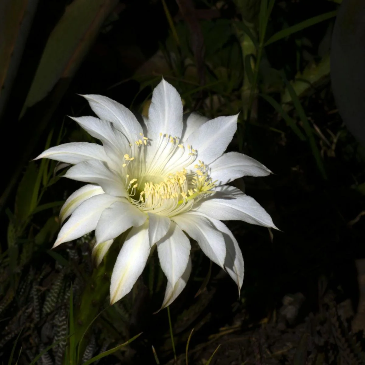 Here’s How to Create a Simple Moon Garden With Flora That Will Glow After Dusk