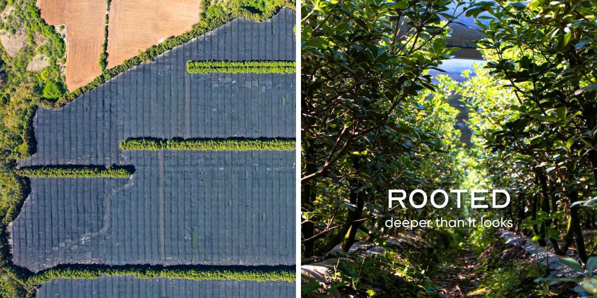TAK rooted in nature