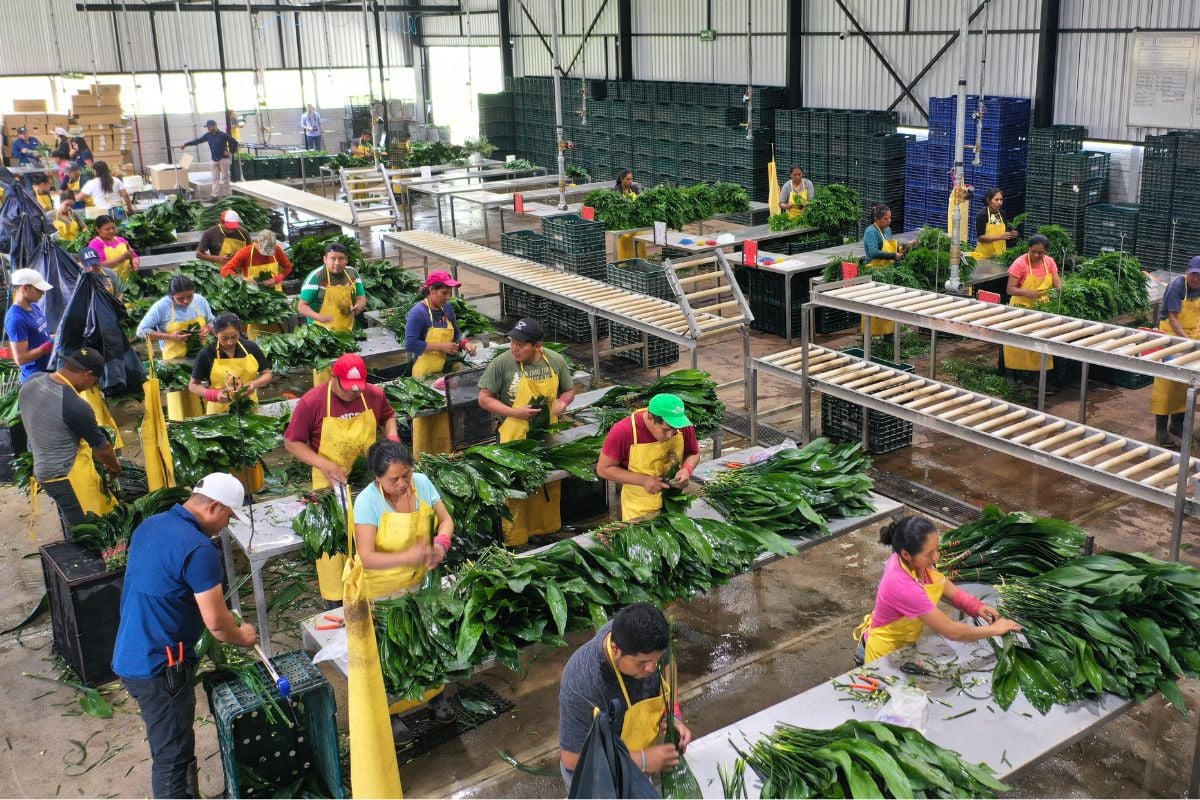 Teamwork at TAK post harvest