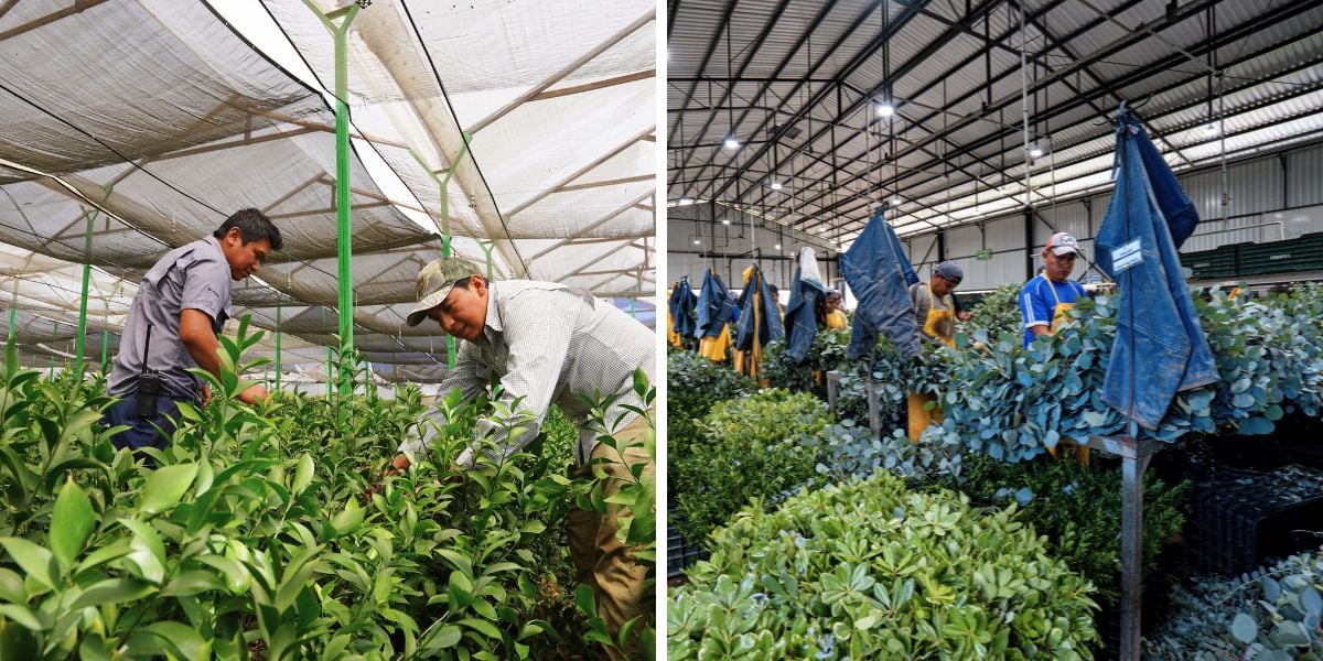 Managing foliage at TAK farms Managing foliage at TAK farms