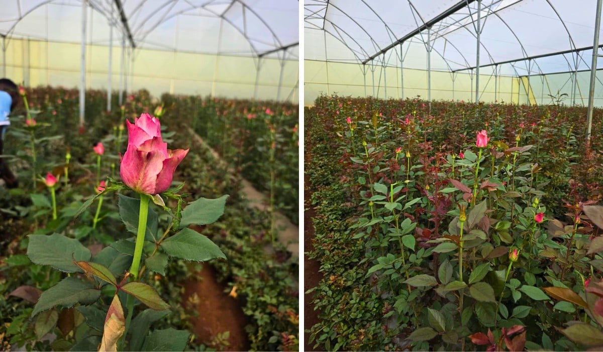 Rose Bahati&reg; From Genviv Delivered by De Ruiter East Africa.