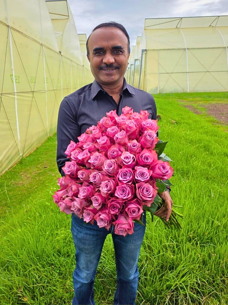 Rose Bahati&reg; at its production facility in Nakuru, Kenya.