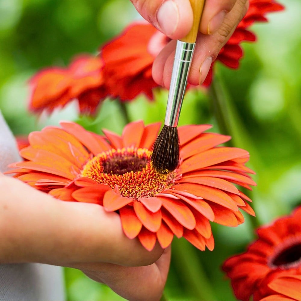 How Does Gerbera Breeding Work? Here&rsquo;s How the Breeding of Gerbera Flowers Is Done.