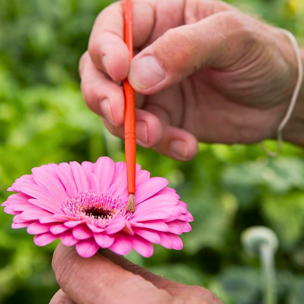 How Does Gerbera Breeding Work? Here&rsquo;s How the Breeding of Gerbera Flowers Is Done.