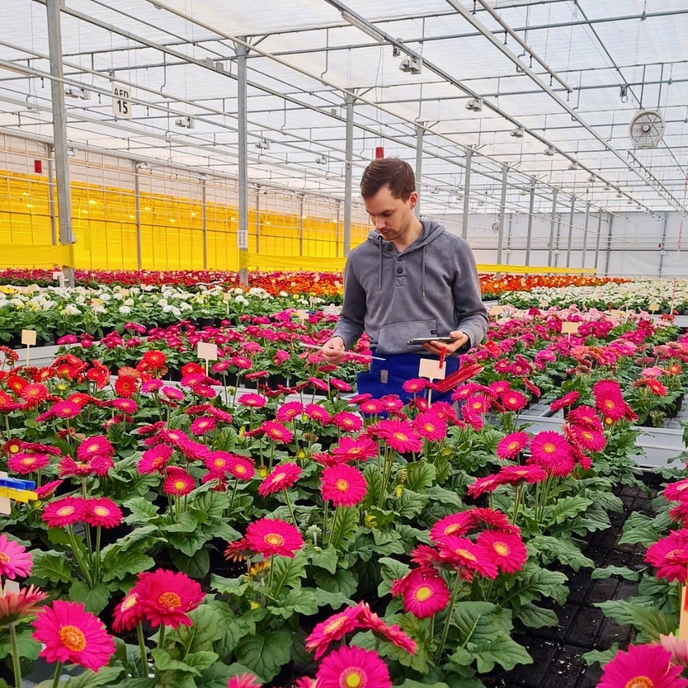 How Does Gerbera Breeding Work? Here&rsquo;s How the Breeding of Gerbera Flowers Is Done.