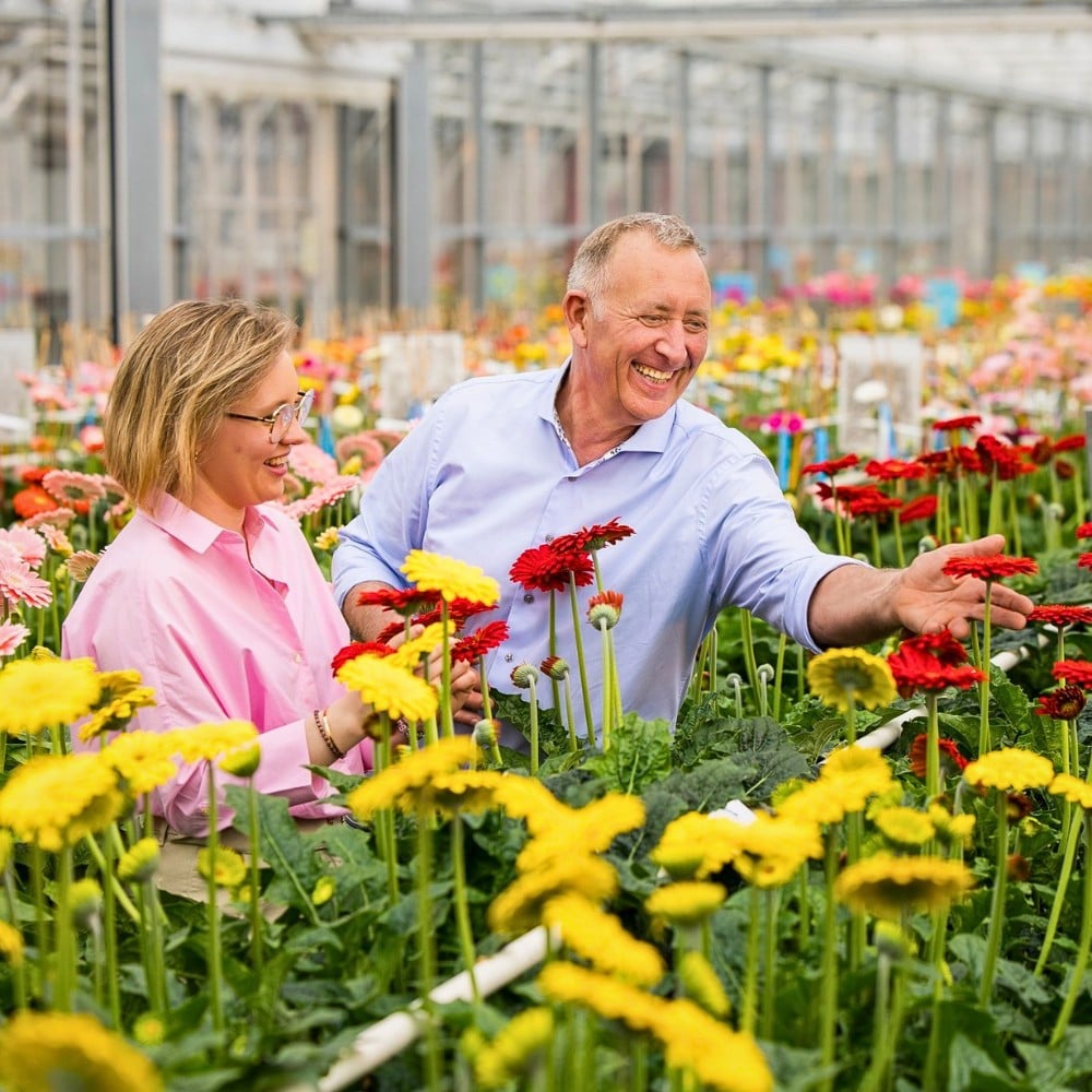How Does Gerbera Breeding Work? Here&rsquo;s How the Breeding of Gerbera Flowers Is Done.