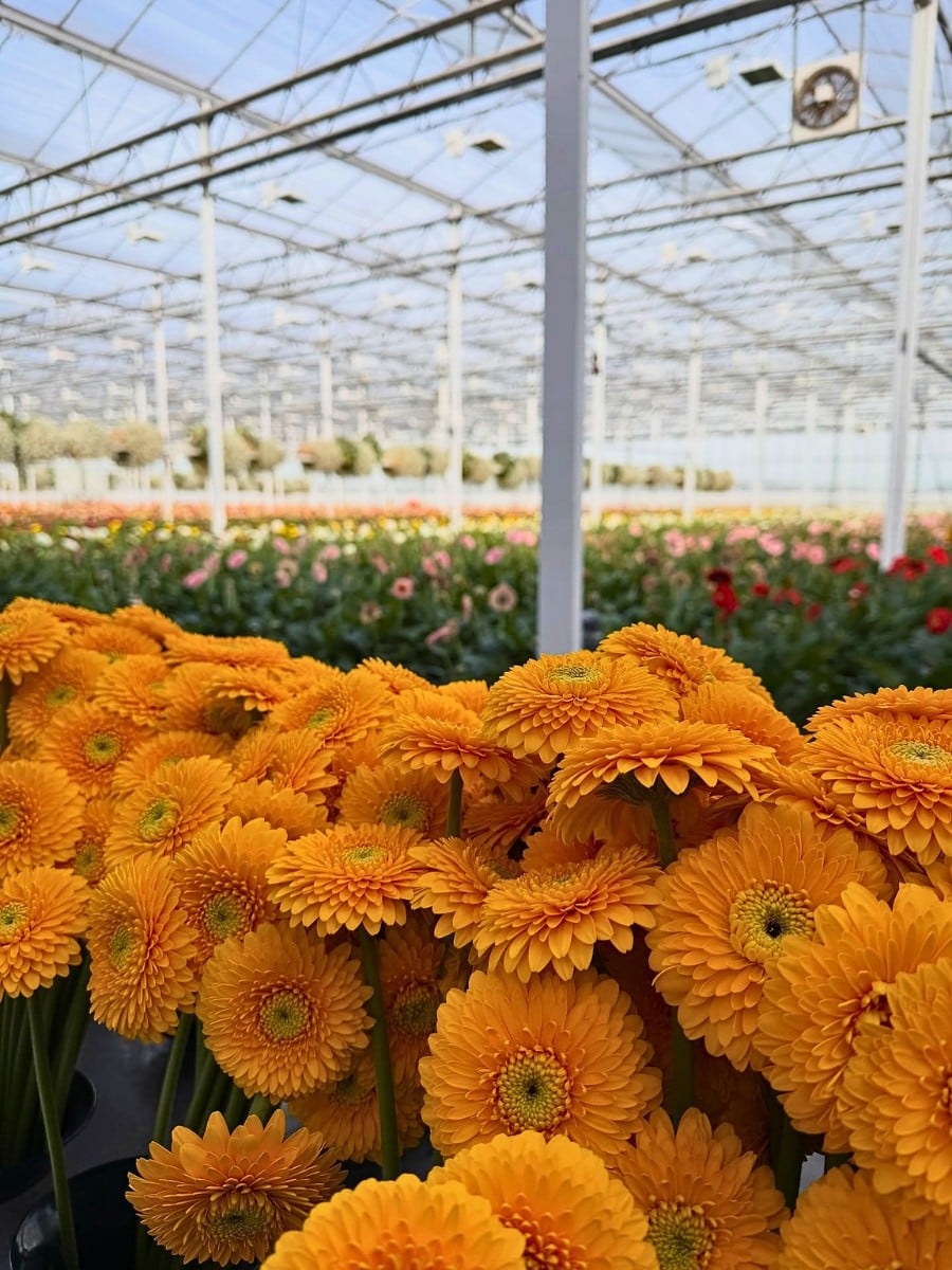 How Does Gerbera Breeding Work? Here&rsquo;s How the Breeding of Gerbera Flowers Is Done.