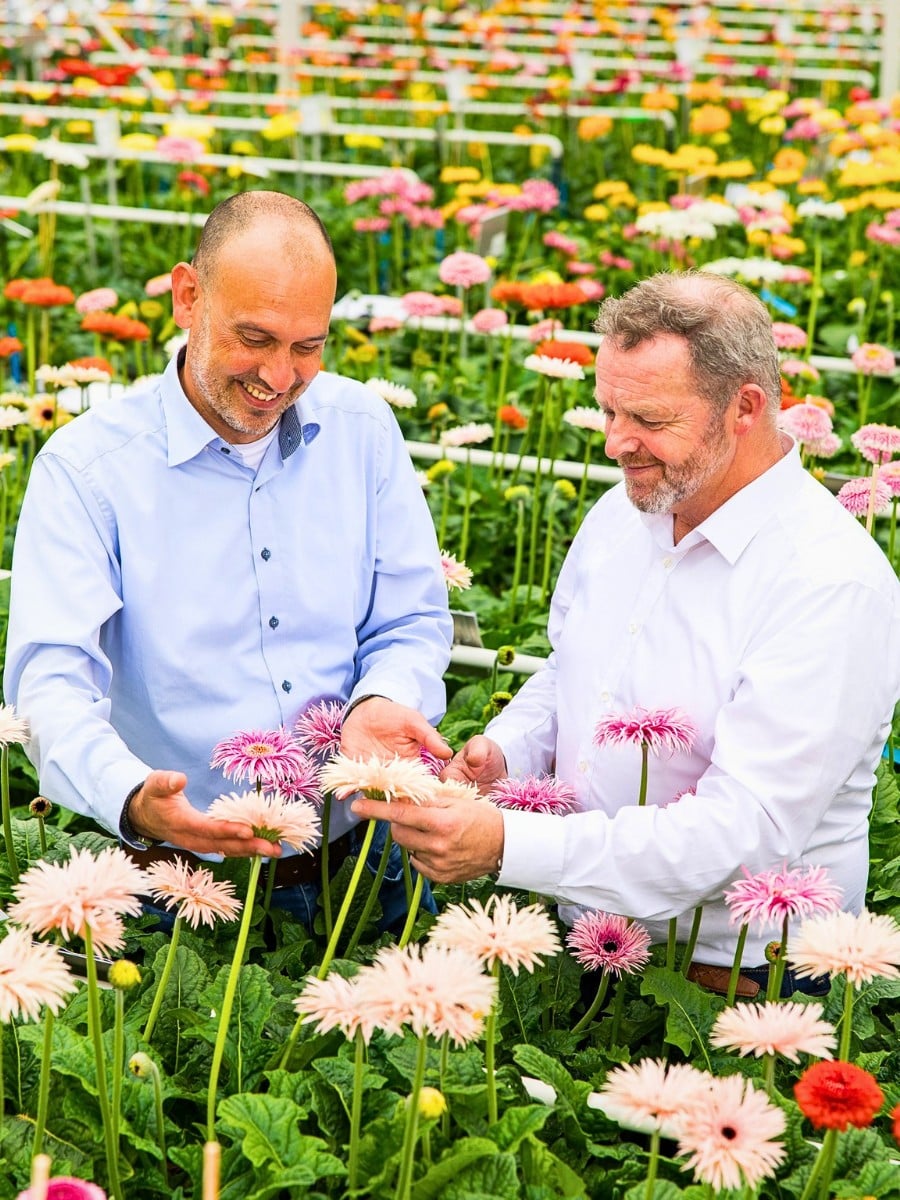 How Does Gerbera Breeding Work?