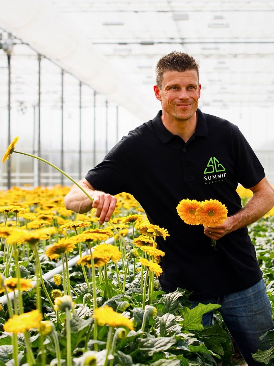 How Does Gerbera Breeding Work? Here&rsquo;s How the Breeding of Gerbera Flowers Is Done.