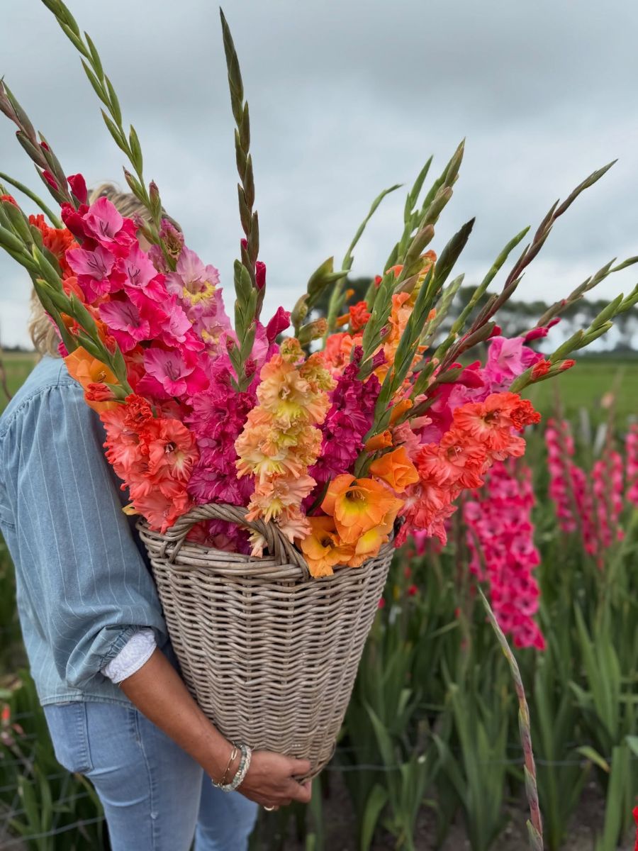 Gladioli by famflowerfarm