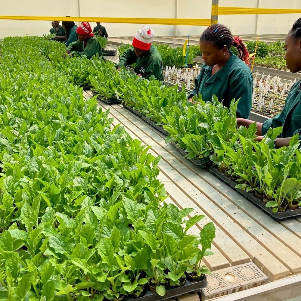 How Does Gerbera Breeding Work? Here&rsquo;s How the Breeding of Gerbera Flowers Is Done.