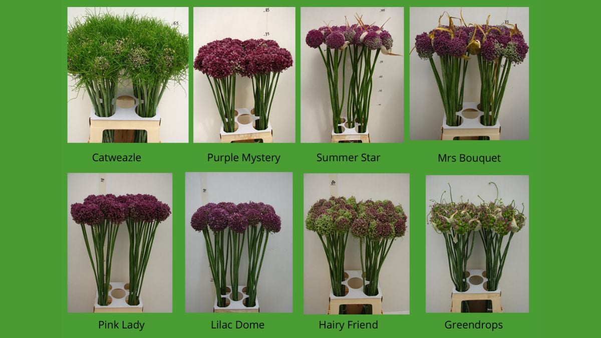 Allium by Thieck Sierteelt Allium by Thieck Sierteelt
