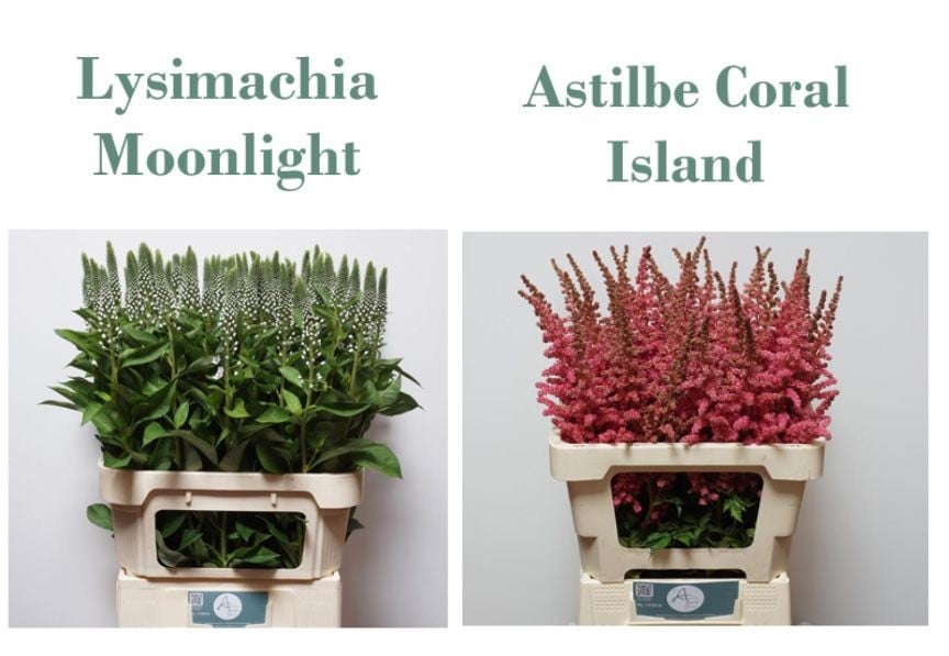 Lysimachia Moonlight and Astilbe Coral Island by Van Aert Flowers Lysimachia Moonlight and Astilbe Coral Island by Van Aert Flowers