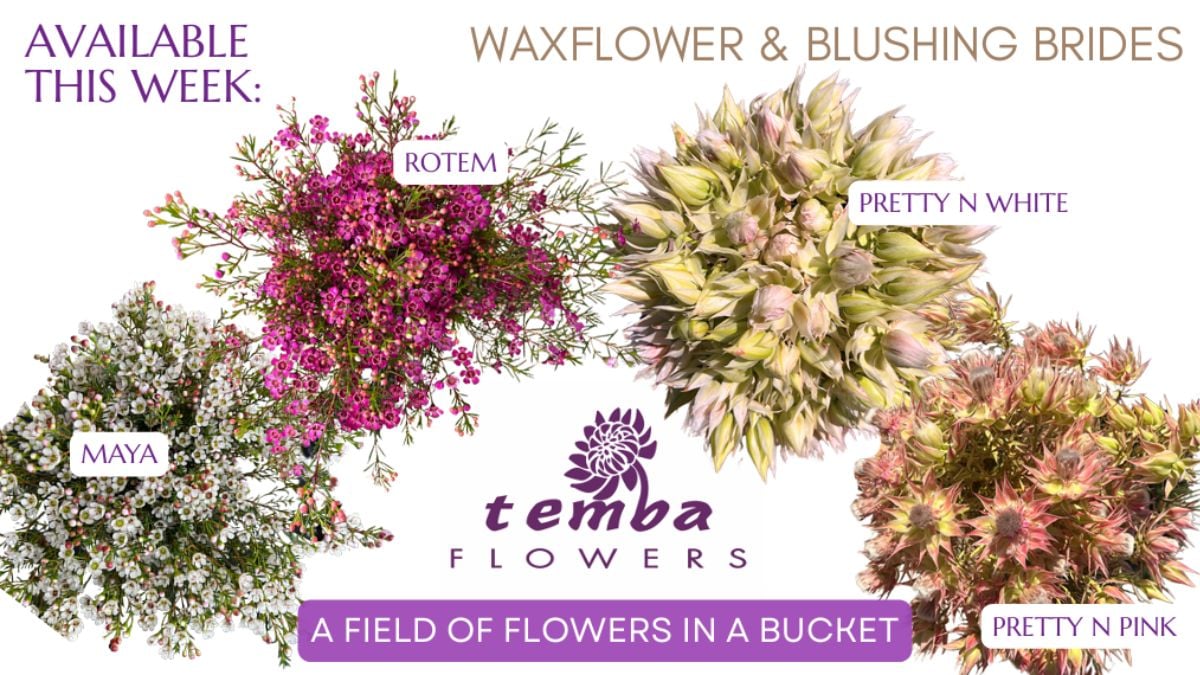 Various Waxflowers and Blushing Brides by Temba Flowers Various Waxflowers and Blushing Brides by Temba Flowers