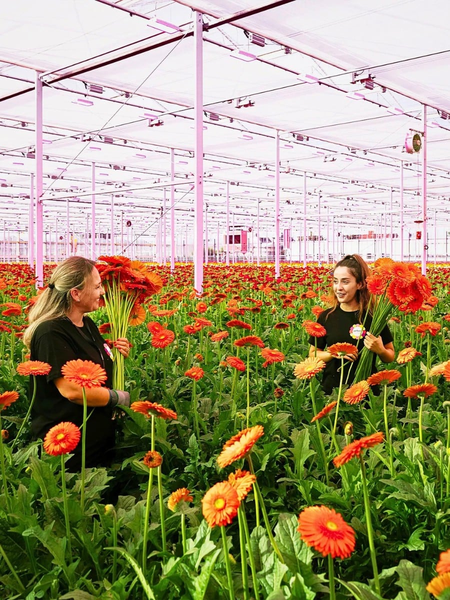 How Does Gerbera Breeding Work? Here&rsquo;s How the Breeding of Gerbera Flowers Is Done.