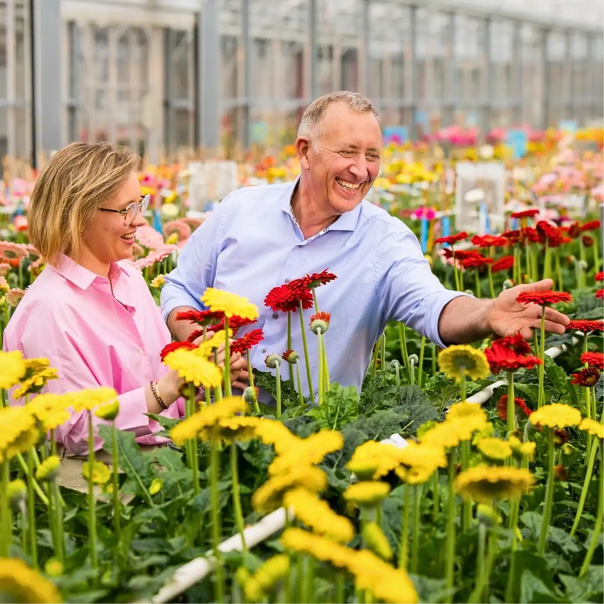 How Does Gerbera Breeding Work? Here’s How the Breeding of Gerbera Flowers Is Done.
