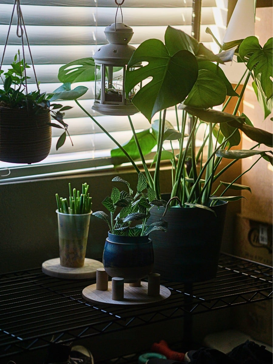 The Best Houseplants for in the Shade or a Dark Room