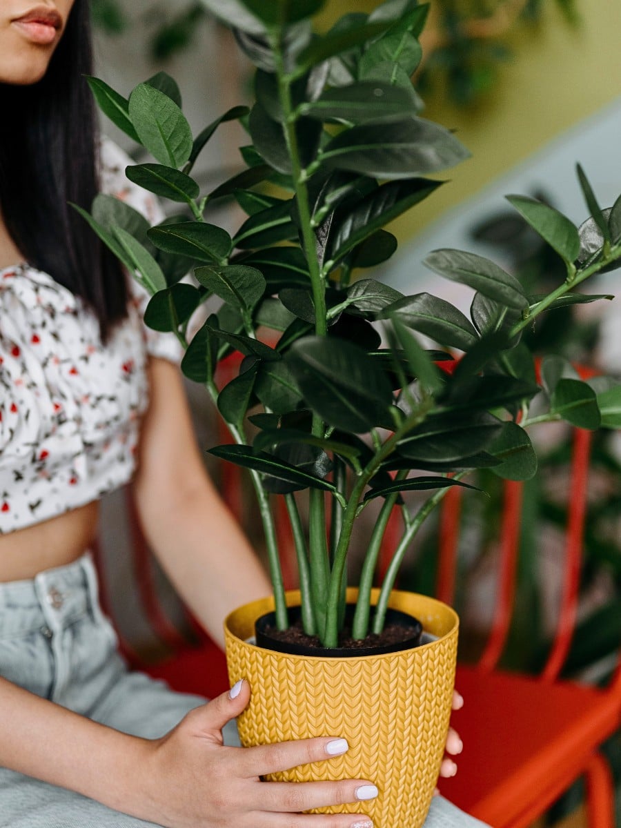 Best Low Light Houseplants for Shade and Dark Rooms