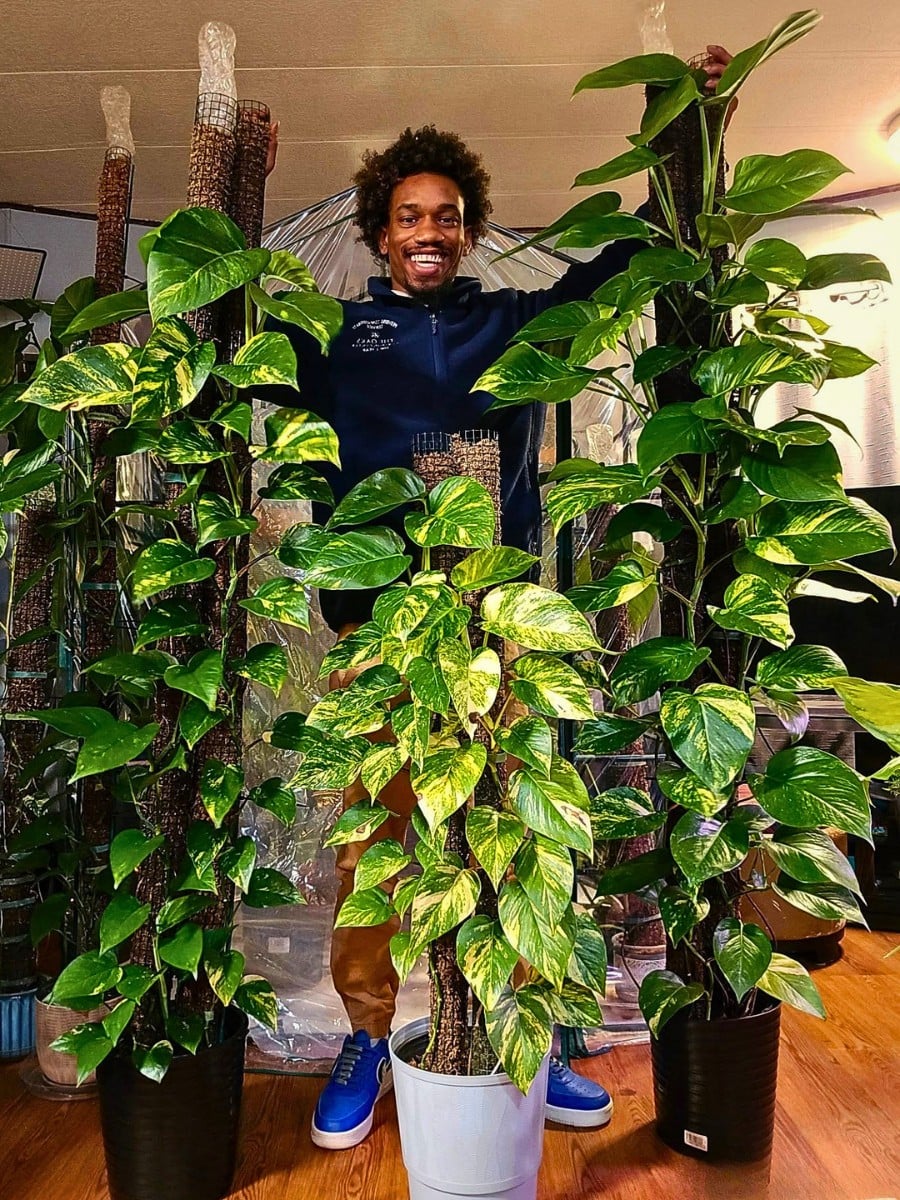Best Low Light Houseplants for Shade and Dark Rooms