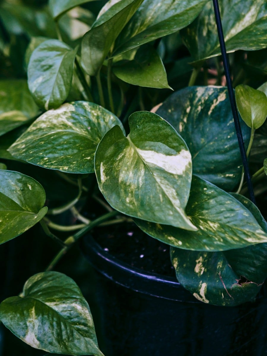 Best Low Light Houseplants for Shade and Dark Rooms
