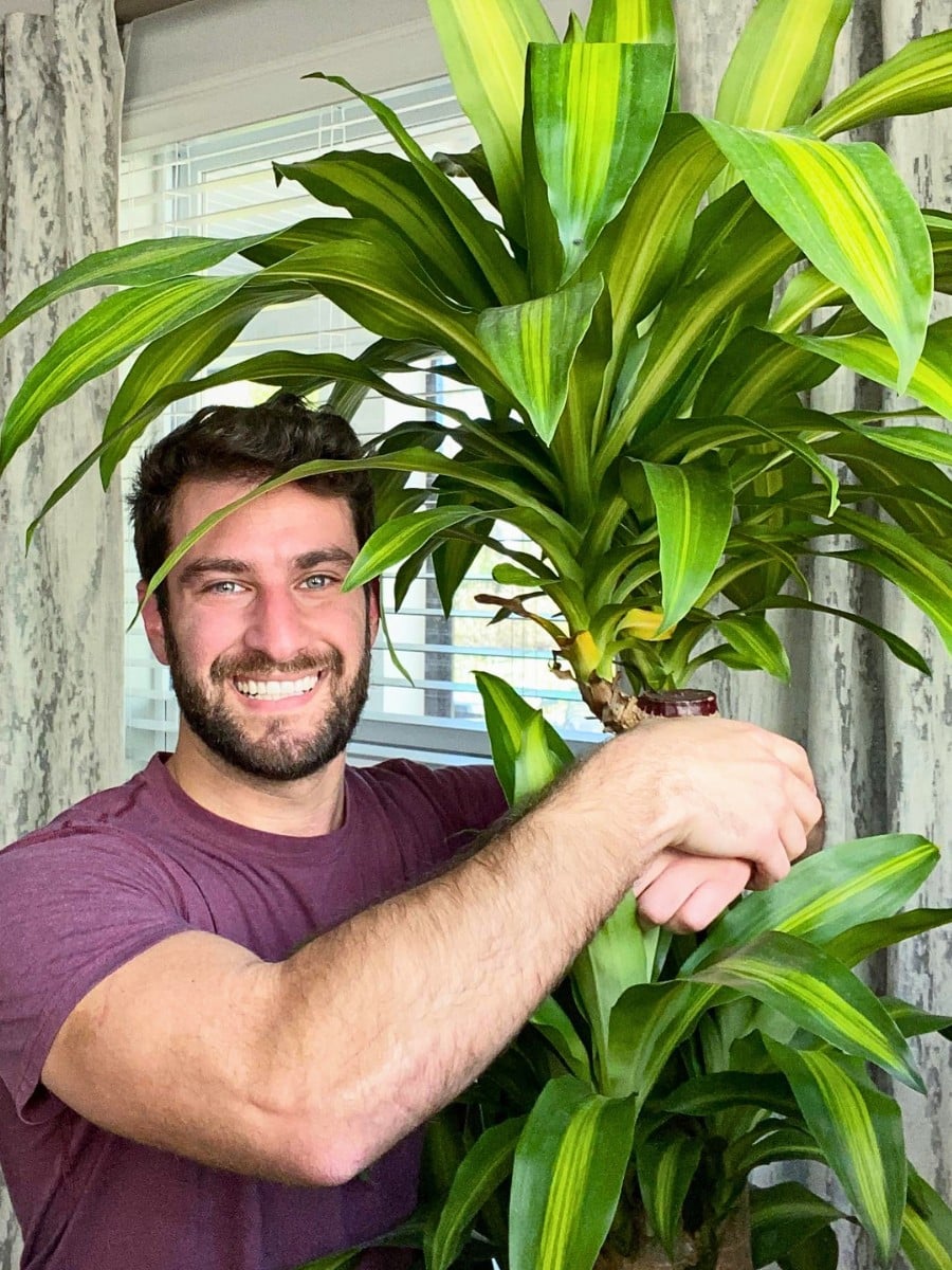 Best Low Light Houseplants for Shade and Dark Rooms
