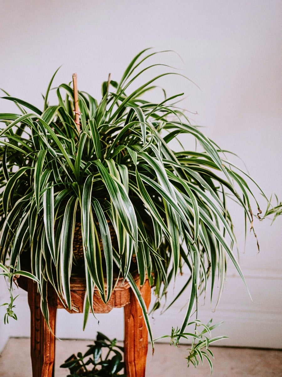 The Best Houseplants for in the Shade or a Dark Room