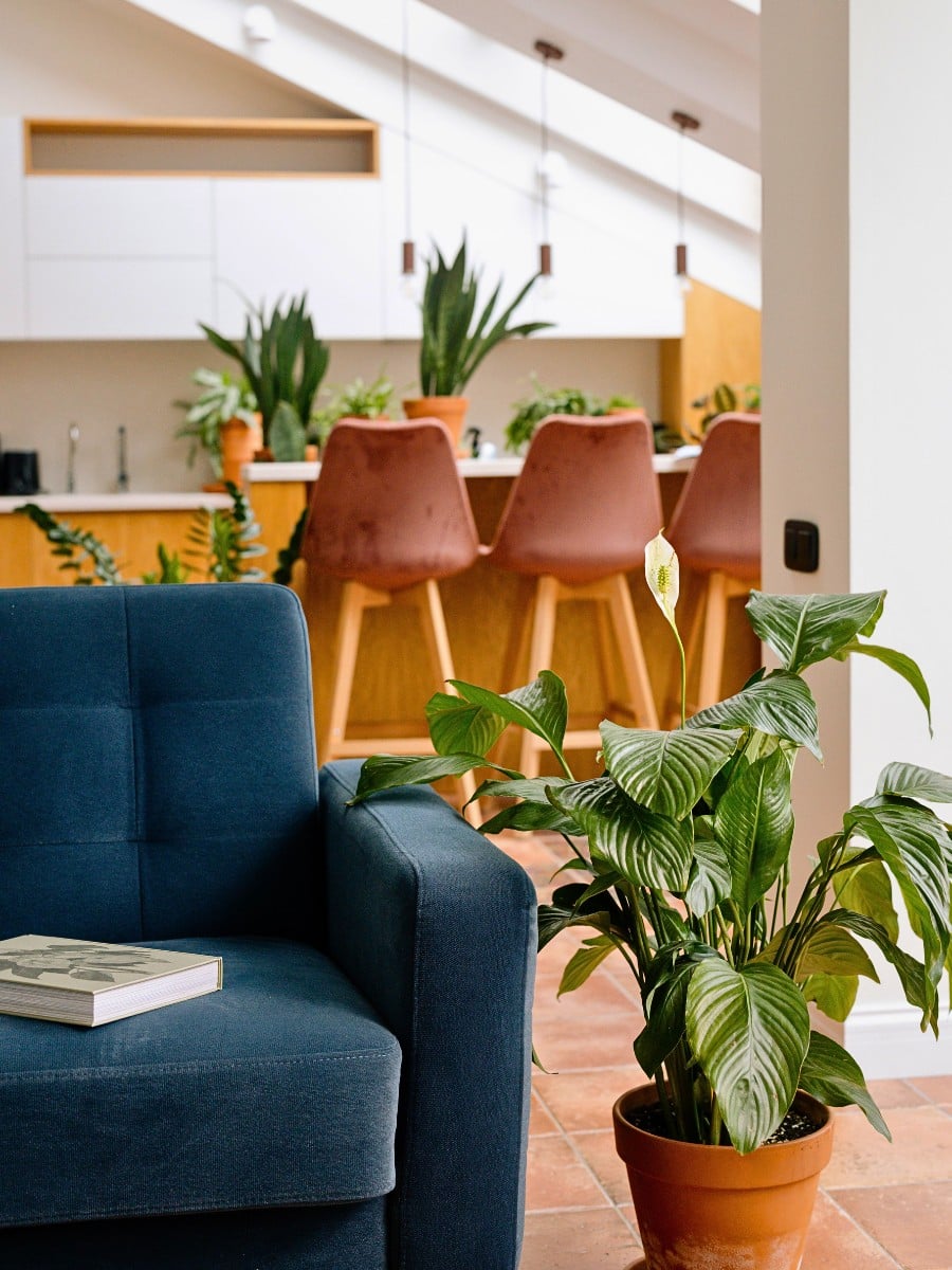 The Best Houseplants for in the Shade or a Dark Room