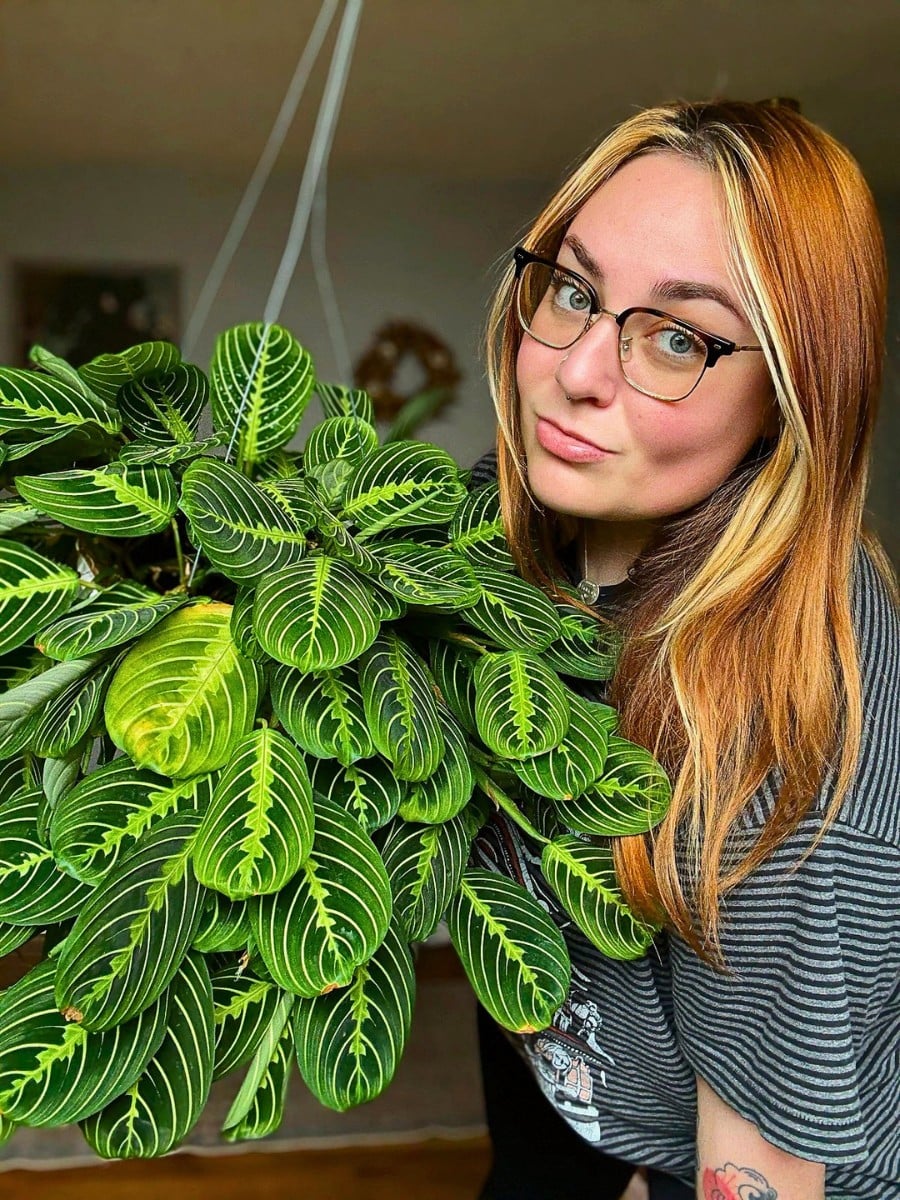 Best Low Light Houseplants for Shade and Dark Rooms