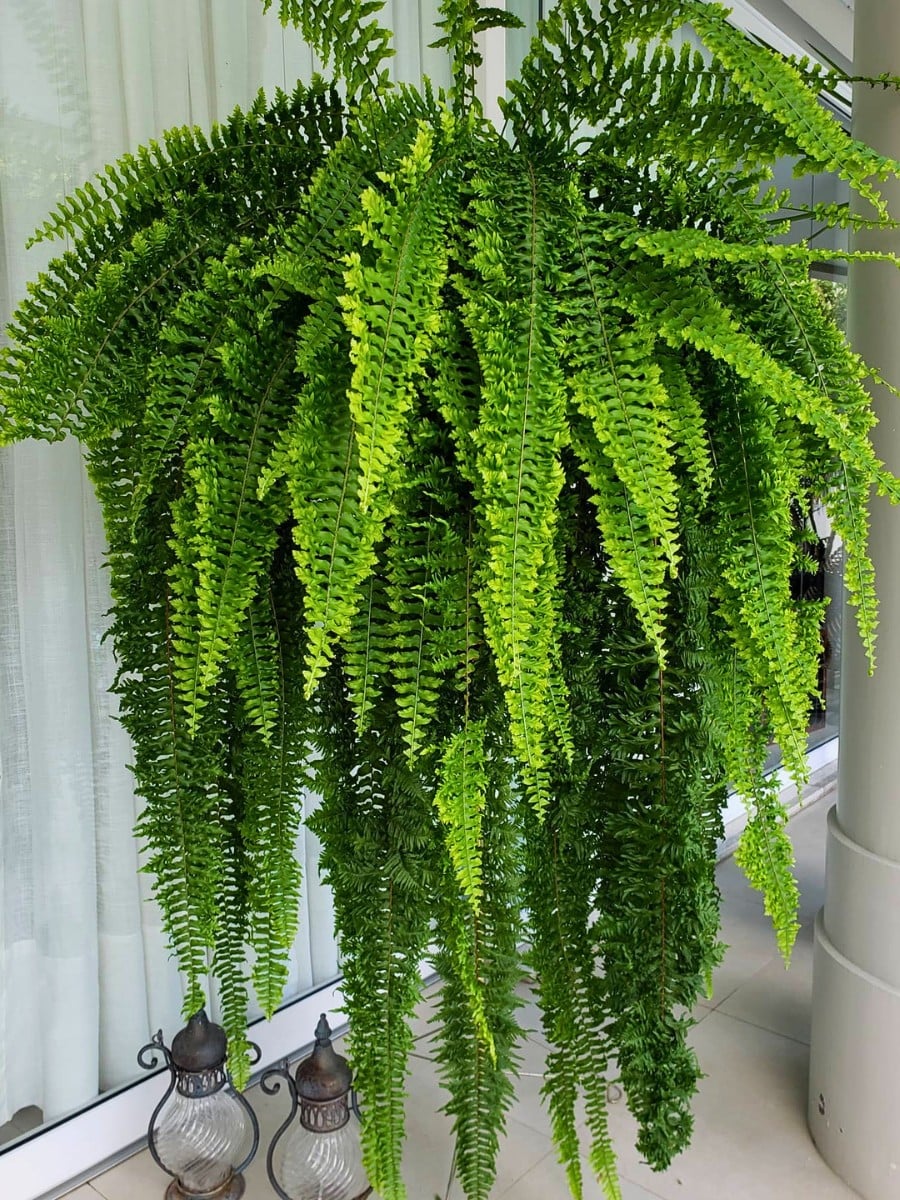Best Low Light Houseplants for Shade and Dark Rooms