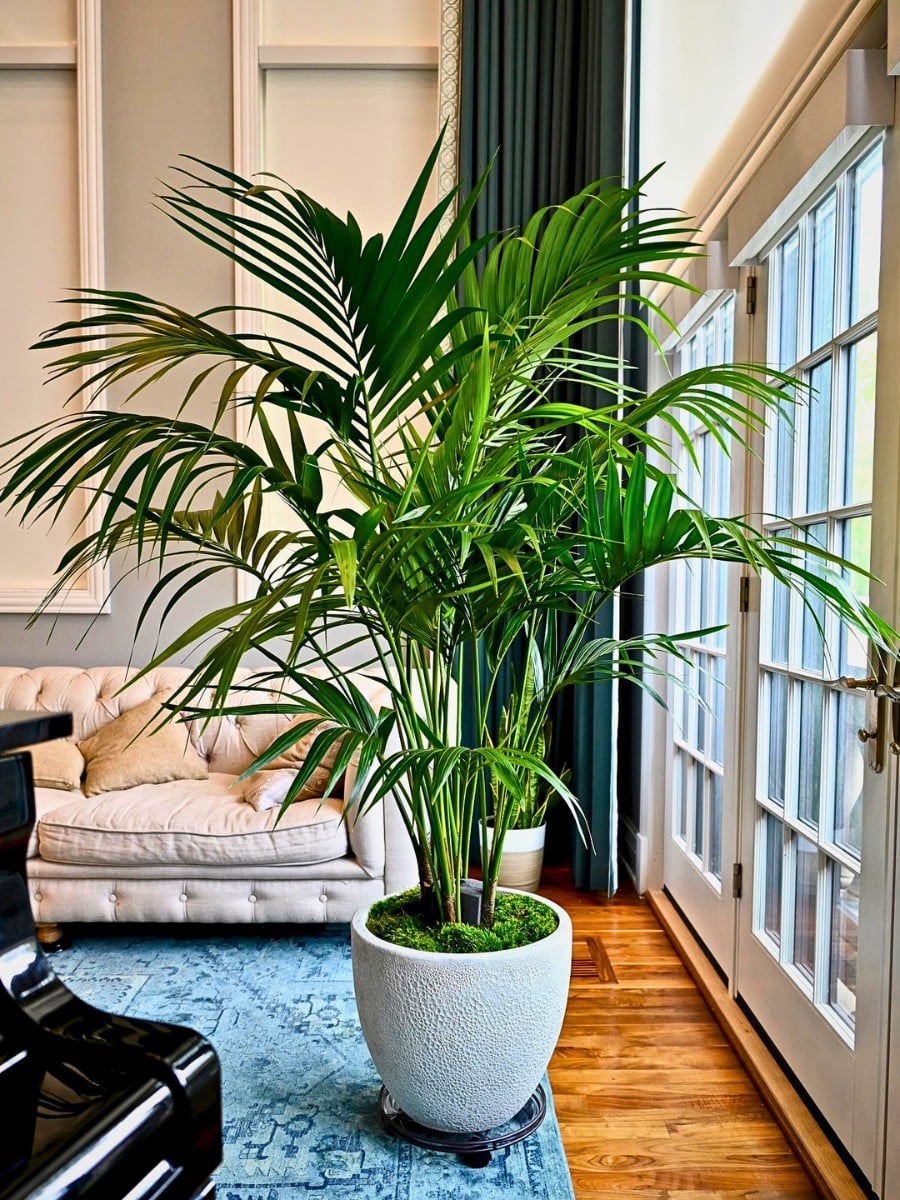 The Best Houseplants for in the Shade or a Dark Room