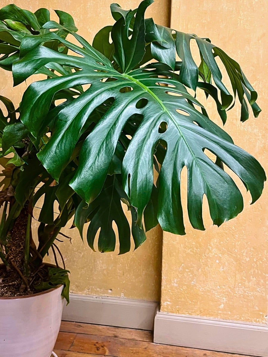 Best Low Light Houseplants for Shade and Dark Rooms