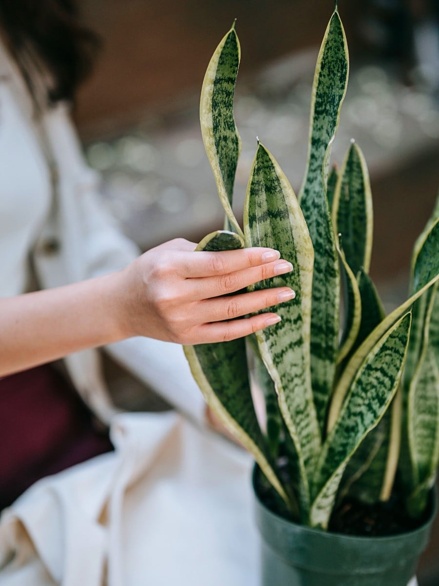 The Best Houseplants for in the Shade or a Dark Room