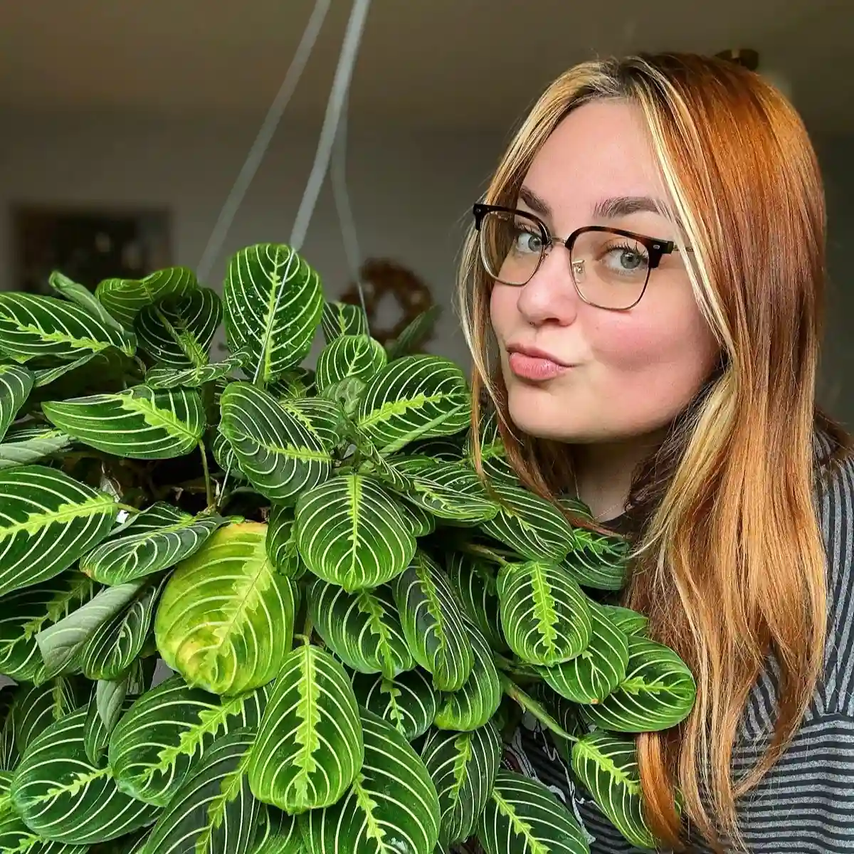 The Best Houseplants for in the Shade or a Dark Room