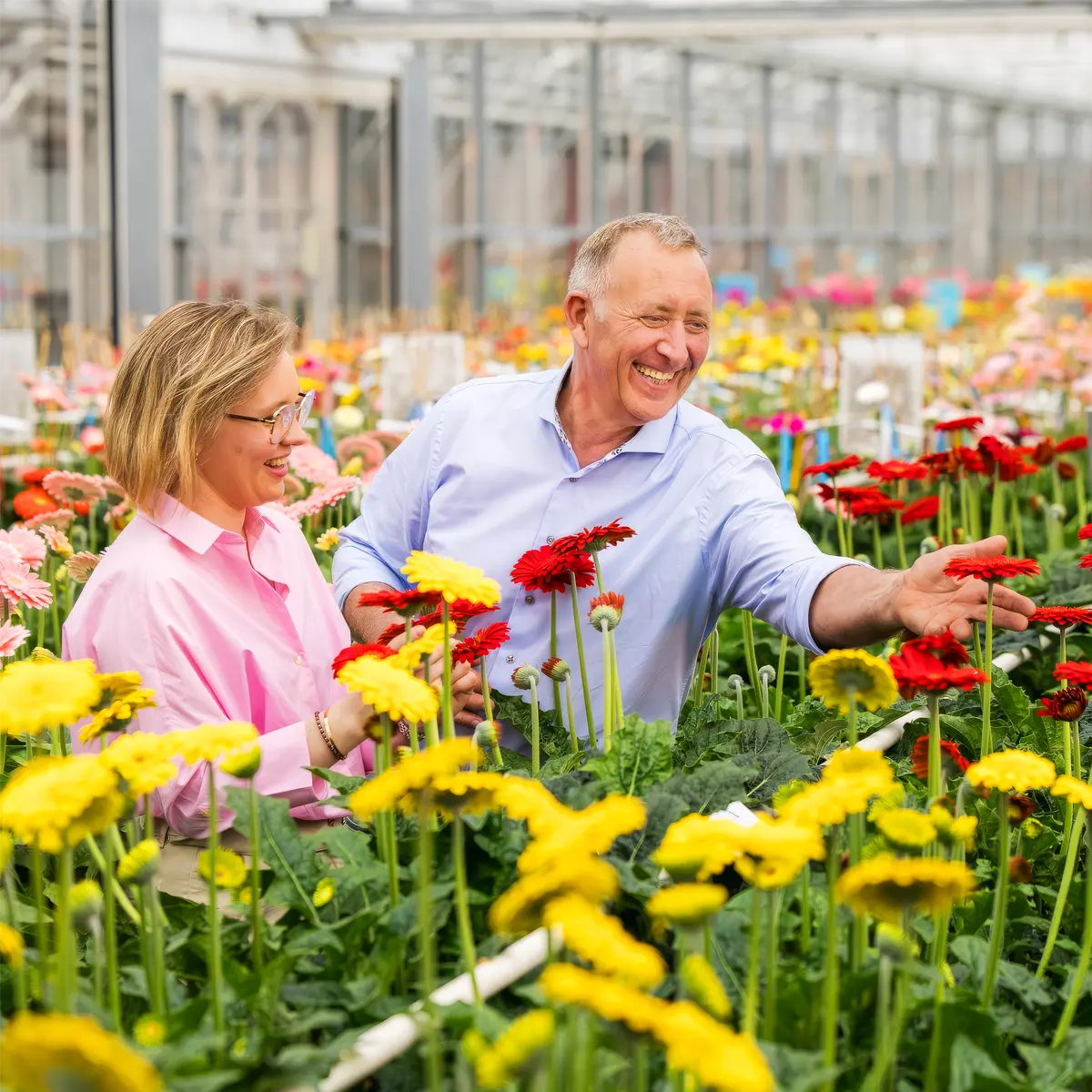 How Does Gerbera Breeding Work? Here’s How the Breeding of Gerbera Flowers Is Done.
